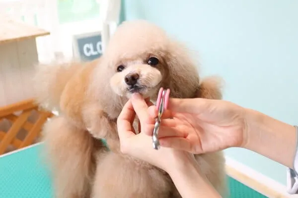 細かい部分も丁寧にカット