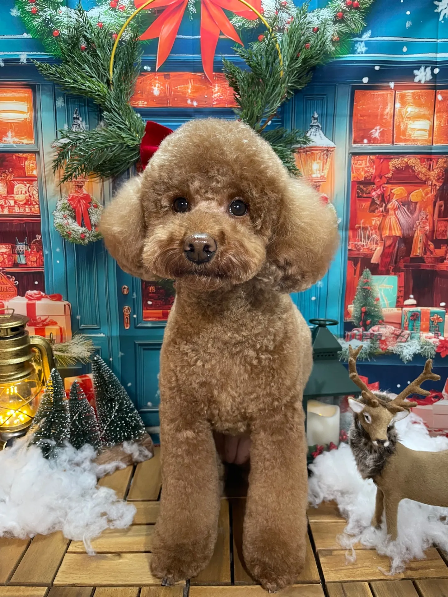 湖西市-トリミング-豊橋市-オゾンシャワー-炭酸泉