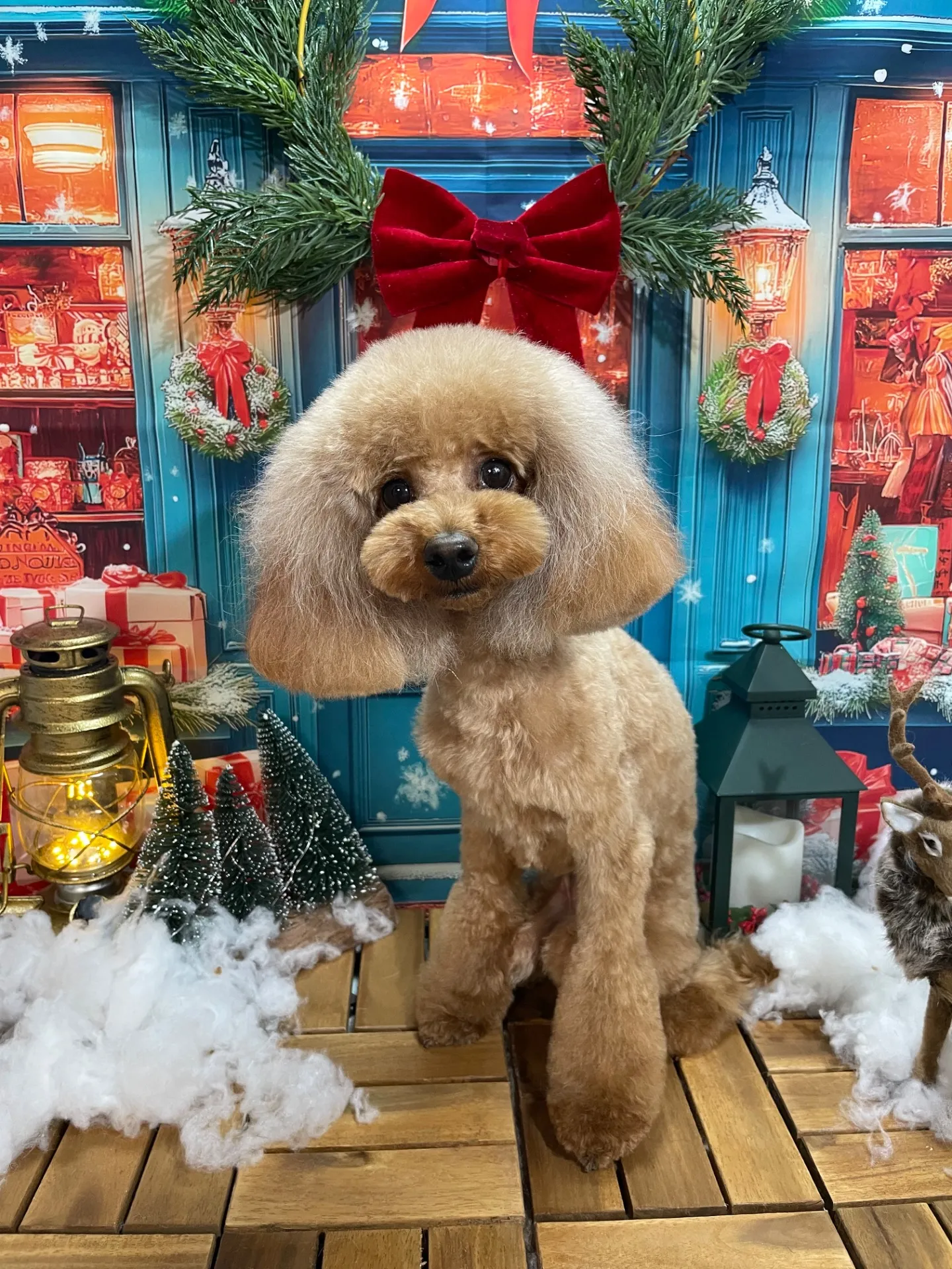 湖西市-トリミング-豊橋市-オゾンシャワー-炭酸泉